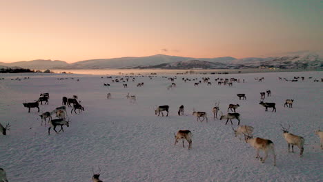 Flight-over-grazing-herd-of-Caribou-in-winter-pasture