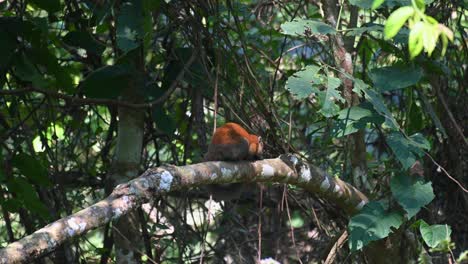 Ardilla-De-Vientre-Gris-Callosciurus-Caniceps-Vista-Desde-Su-Espalda-Descansando-En-Una-Rama-En-El-Bosque-En-El-Parque-Nacional-De-Khao-Yai,-Tailandia