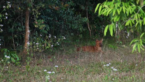 Asiatischer-Wildhund-Cuon-Alpinus,-Der-Auf-Dem-Gras-Am-Rand-Des-Waldes-Zu-Sehen-Ist-Und-Auf-Eine-Chance-Wartet,-Sich-Im-Khao-Yai-Nationalpark,-Thailand,-Zu-Ernähren
