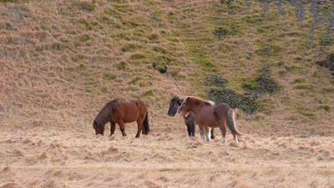 Tracking-shot-of-showing-group-of-brown-and-black-Icelandic-horses-grazing-on-farm-with-hay