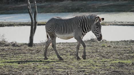 Zebra-walking-and-laying-on-grass