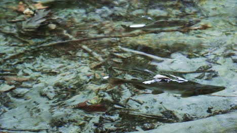 Salmon-spawning-in-a-river,-swimming-under-the-water