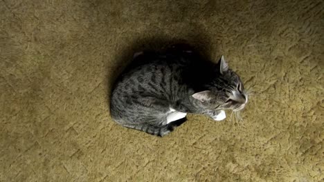 Looking-downwards-at-a-small-tabby-cat-sleeping-on-the-carpet-in-the-middle-of-a-living-room