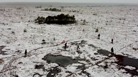 Aerial-drone-view-of-people-walking-in-a-frozen-bog-landscape-in-Valgeraba,-Soomaa-in-Estonia