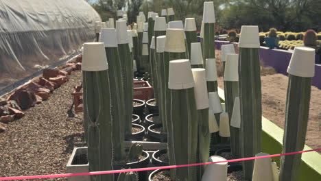 Freeze-protection-for-cold-winter-days-for-cacti-by-putting-styrofoam-cups-on-their-tops