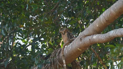 Buffy-Fish-Owl,-Ketupa-ketupu-seen-looking-down-while-perched-on-a-big-branch-during-a-very-windy-day-in-Khao-Yai-National-Park,-Thailand