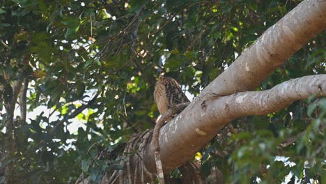 Buffy-Fish-Owl,-Ketupa-ketupu-seen-on-a-big-branch-roosting-during-the-day-then-turns-its-head-to-look-over-its-right-shoulder-in-Khao-Yai-National-Park,-Thailand