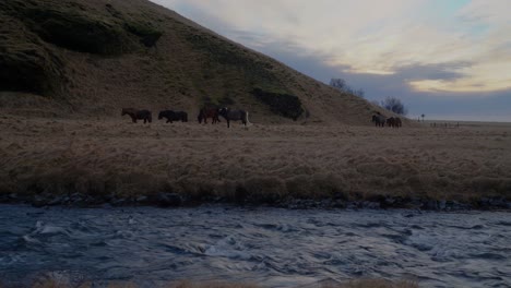 Wide-shot-of-wild-grazing-Iceland-Horses-on-field-beside-floating-river-in-wilderness-during-dusk---Mountain-in-background