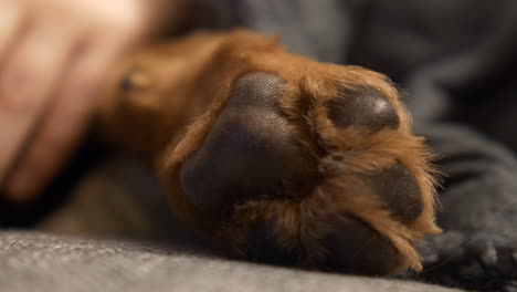 Hands-of-child-touching-brown-paw-of-sleeping-dog-on-couch,-close-up-shot