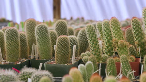 Various-kinds-of-cacti-cactus-in-greenhouse-for-sale