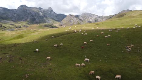 Aerial-View-Green-Valley-Nature-Spanish-Pyrenees-Mountains-and-cows