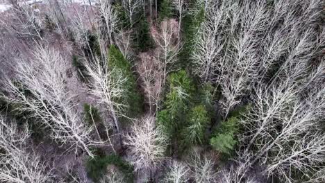 Aerial-drone-view-of-a-thick-forest-in-winter