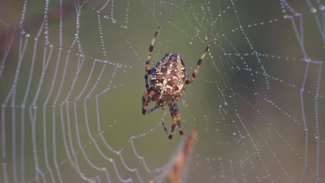 Beautiful-big-spider,-female-European-garden-spider-hanging-in-dew-covered-orb-web