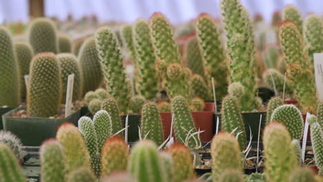 Kaktuspflanzen-Drinnen-Im-Kindergarten