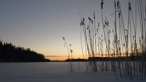winter-reed-after-sunset,-tilt-up-ending-scene