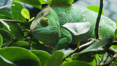 Chameleon-close-up-with-colorful-textured-skin
