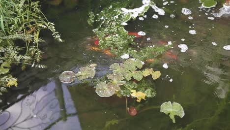 Fishy-koi-golden-fish-at-luxury-hotel-stagnant-pond