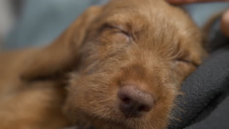 Close-up-of-sleeping-Vizsla-puppy-dog-being-petted-on-its-head
