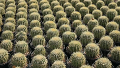 Zoom-in-shot-of-cute-little-cacti-for-sale-at-nursery-in-Arizona
