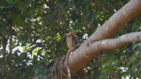 Buffy-Fish-Owl,-Ketupa-ketupu-seen-on-top-of-a-big-branch-turning-its-head-from-the-right-to-the-left-then-staring-at-the-camera,-Khao-Yai-National-Park,-Thailand