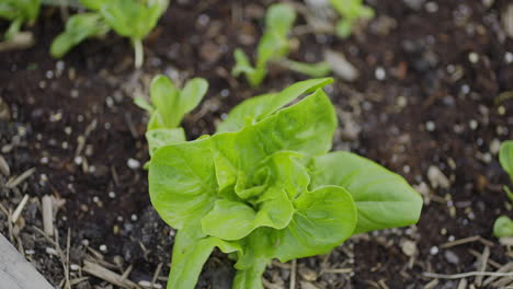 Kleiner-Bio-Salatkopf