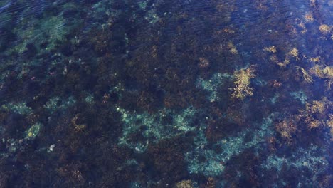 Seegras-Und-Korallenriffe-Unter-Kristallklarem-Wasser-Des-Meeres
