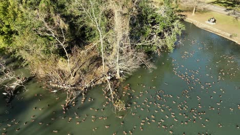Aerial-view-of-the-black-bellied-whistling-ducks-and-Ibises-at-Audubon-Park-in-New-Orleans