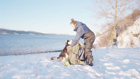 Camper-Gab-Dem-Alaskan-Malamute-Hund-Bei-Sonnenaufgang-Im-Winter-Einen-Knochen