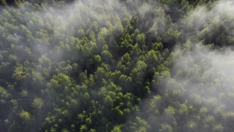 Clouds-above-forest-in-Pacific-Northwest,-drone-shot-of-trees-and-fog