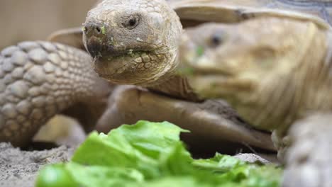 2-Schildkröten,-Die-Grünes-Blattgemüse-Essen-Und-Sich-Bei-Einer-Mahlzeit-Teilen,-Nahaufnahme-In-50-Fps