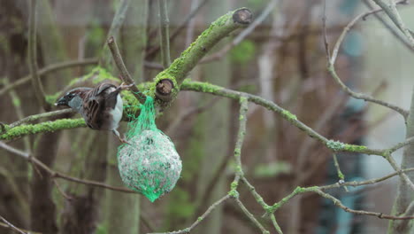a-sparrow-picks-the-food-from-a-tit-dumpling-hanging-from-a-branch
