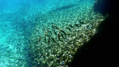 Underwater-view-of-a-small-mediterranean-shoal-of-fish-swimming-in-clear-water-in-Vis-island,-Adriatic-Sea,-Croatia