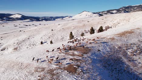 Right-to-left-panning-shot-of-a-herd-of-elk-on-a-snowy-mountainside