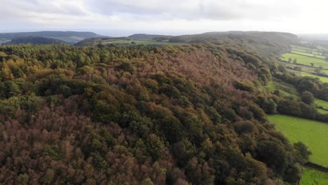 Aerial-Dolly-über-Sonnendurchfluteten-Herbst-Buchenwäldern-In-East-Hill-Devon