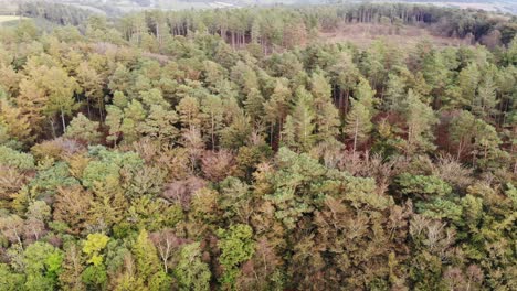 Aerial-View-Over-Beech-Forest-Trees-In-East-Hill-Devon