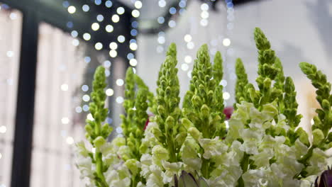 White-snapdragon-flowers-sprouting-in-a-flower-shop-with-lights-in-the-background