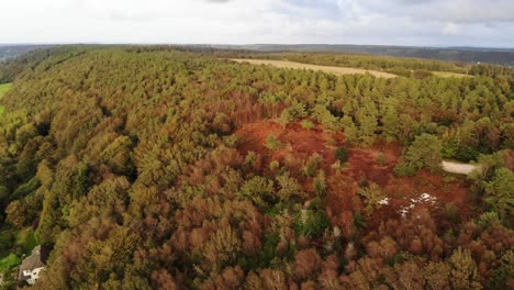 Aerial-View-Over-Autumnal-Beech-Forest-Trees-In-East-Hill-Devon