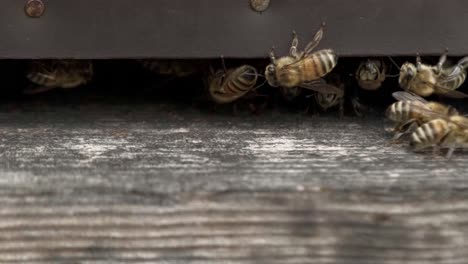 Close-up-shot-of-the-honey-bees-in-the-bee-hive