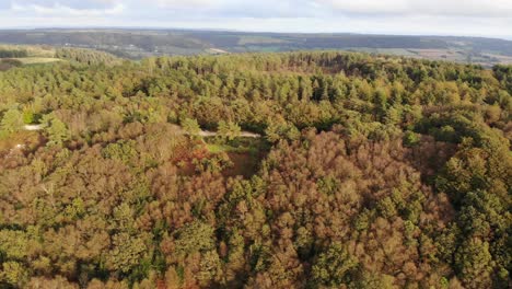 Luftaufgang-über-Sonnenbeschienenen-Herbstlichen-Buchenwaldbäumen-Im-East-Hill-Woodland