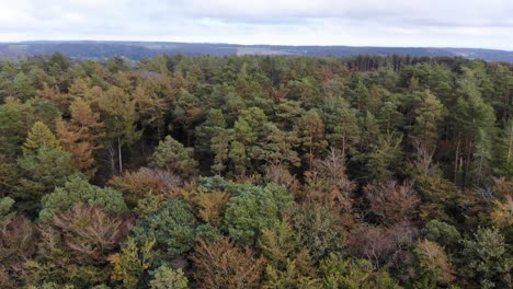 Aerial-Rising-Over-Autumnal-Beech-Forest-Trees-In-East-Hill-Woodland
