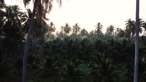 Aerial-flying-through-magical-palm-tree-jungle-at-dawn,-Vietnam