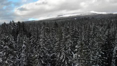 Drone-Dolly-Low-over-Snowy-Treeline,-Mt-Hood-National-Forest-Oregon-USA