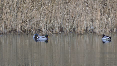 Einige-Männliche-Enten-Schwimmen-Auf-Dem-Teich