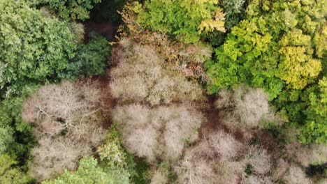 Aerial-Footage-Looking-Down-Over-A-Beech-Forest-Trees-In-East-Hill-Devon