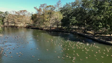 Enten-Im-Audubon-Park-In-New-Orleans-An-Einem-Sonnigen-Tag