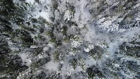 Birds-Eye-View-of-Snow-Capped-Trees-in-Mt-Hood-National-Forest,-Oregon-USA