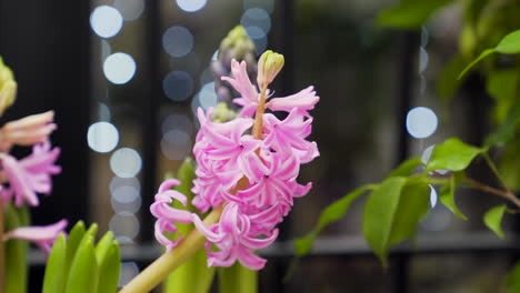 Rosafarbene-Hyacinthus-Orientalis-Blume-An-Der-Fassade-Eines-Blumenladens-Mit-Lichtern-Im-Hintergrund