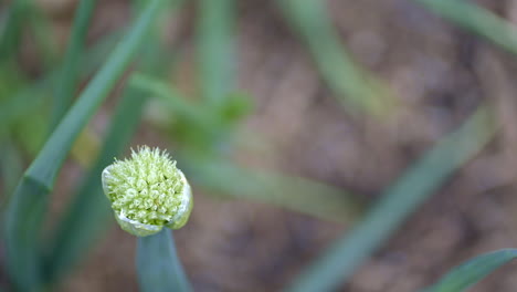 Macro-of-onion-plant-going-to-seed-at-the-end-of-the-growing-season
