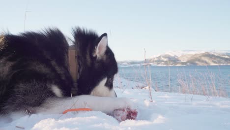 Reinrassiger-Alaskan-Malamute-Hund,-Der-Einen-Fleischknochen-Beißt,-Während-Er-Auf-Schnee-In-Der-Nähe-Des-Seeufers-Liegt
