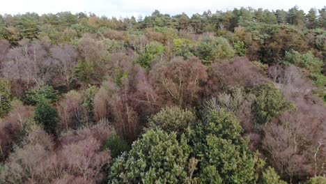Aerial-Flying-Over-Beech-Forest-Trees-In-East-Hill-Woodland
